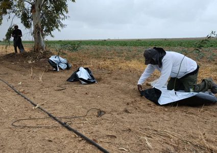 الاحتلال يستكمل مشروع "التشجير الأمني" على حدود غزة