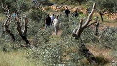 مستوطنون يدمرون مئات أشتال الزيتون ومحاصيل زراعية في بلدة الخضر