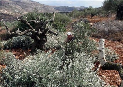 مستوطنون يقتلعون ويكسرون أشجار زيتون في كفر الديك