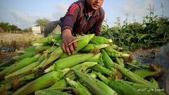 موسم قطف الذرة في مواصي محافظة خان يونس جنوبي قطاع غزة