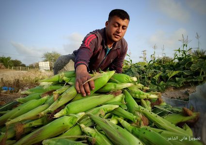 موسم قطف الذرة في مواصي محافظة خان يونس جنوبي قطاع غزة