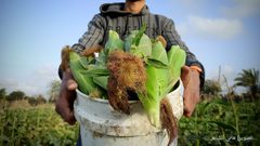 موسم قطف الذرة في مواصي محافظة خان يونس جنوبي قطاع غزة