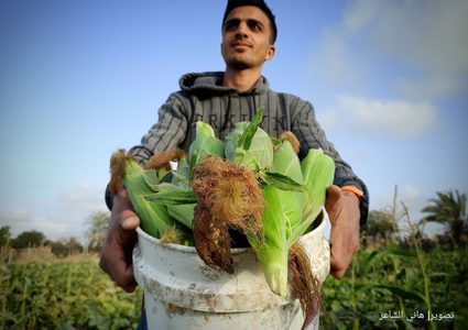 موسم قطف الذرة في مواصي محافظة خان يونس جنوبي قطاع غزة