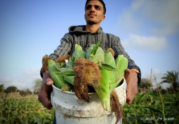 موسم قطف الذرة في مواصي محافظة خان يونس جنوبي قطاع غزة