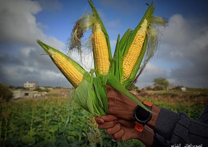 موسم قطف الذرة في مواصي محافظة خان يونس جنوبي قطاع غزة