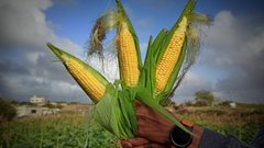 موسم قطف الذرة في مواصي محافظة خان يونس جنوبي قطاع غزة