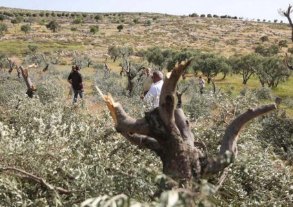 مستوطنون يقطعون 20 شجرة زيتون في قرية التواني شرق يطا