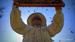 بدء موسم جني عسل الربيع من مناحل قطاع غزة ..