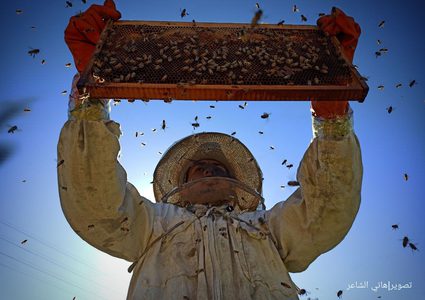 بدء موسم جني عسل الربيع من مناحل قطاع غزة ..