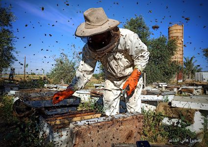 بدء موسم جني عسل الربيع من مناحل قطاع غزة ..