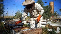 بدء موسم جني عسل الربيع من مناحل قطاع غزة ..