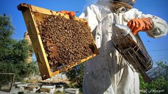 بدء موسم جني عسل الربيع من مناحل قطاع غزة ..