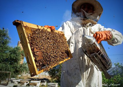 بدء موسم جني عسل الربيع من مناحل قطاع غزة .. في ظل تراجع في الإنتاج لهذا الموسم
