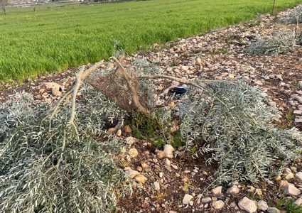 مستوطنون يقتلعون 110 شتلات زيتون شمال غرب نابلس