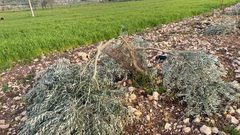 مستوطنون يقتلعون 110 شتلات زيتون شمال غرب نابلس