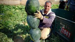 بدء موسم قطف البطيخ في قطاع غزة وتوقعات بإنتاج 50 طن