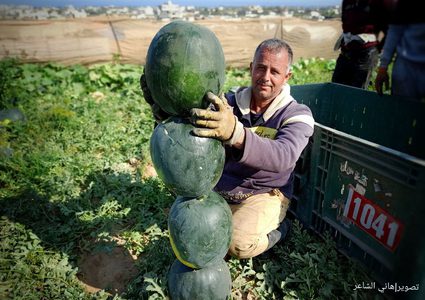 صور |بدء موسم قطف البطيخ في قطاع غزة وتوقعات بإنتاج حوالي 50 ألف طن.. حيث حقق اكتفاء ذاتي.