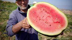 بدء موسم قطف البطيخ في قطاع غزة وتوقعات بإنتاج 50 طن