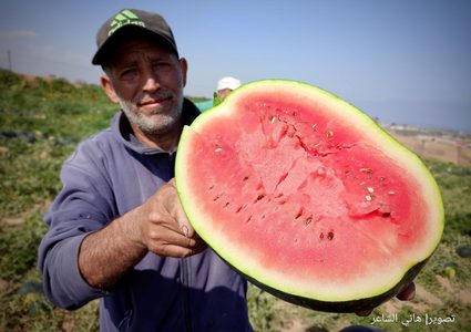 بدء موسم قطف البطيخ في قطاع غزة وتوقعات بإنتاج 50 طن