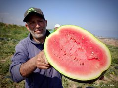 صور |بدء موسم قطف البطيخ في قطاع غزة وتوقعات بإنتاج حوالي 50 ألف طن.. حيث حقق اكتفاء ذاتي.