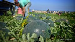 بدء موسم قطف البطيخ في قطاع غزة وتوقعات بإنتاج 50 طن