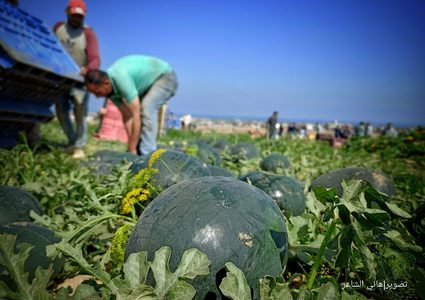 بدء موسم قطف البطيخ في قطاع غزة وتوقعات بإنتاج 50 طن