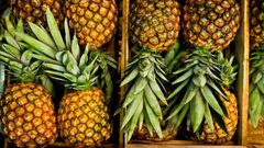 دراسة تكشف أن أوراق الأناناس تمتص الدهون الضارة من الجسم