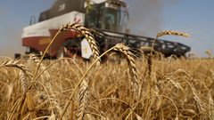 مخاوف مغربية من "أزمة القمح العالمية"