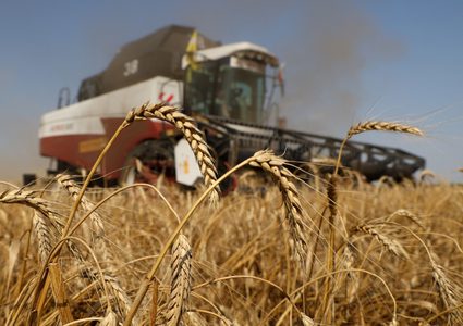 مخاوف مغربية من "أزمة القمح العالمية"