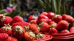 هيئة الغذاء الأمريكية تُحذّر من الفراولة.. "تسبب مرضًا خطيرًا"