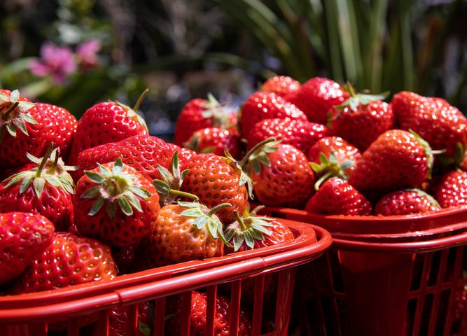 هيئة الغذاء الأمريكية تُحذّر من الفراولة.. "تسبب مرضًا خطيرًا"