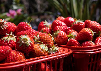 هيئة الغذاء الأمريكية تُحذّر من الفراولة.. "تسبب مرضًا خطيرًا"