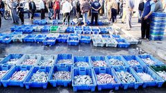 زراعة غزة تتلف أسماك فاسدة