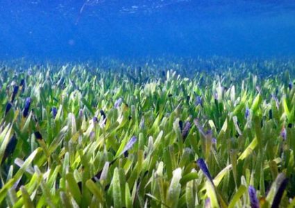 اكتشاف أكبر نبات بالعالم.