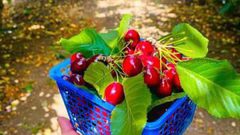 بدء موسم الكرز في الجولان السوري