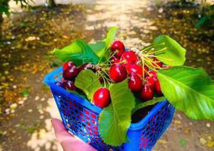 بدء موسم الكرز في الجولان السوري