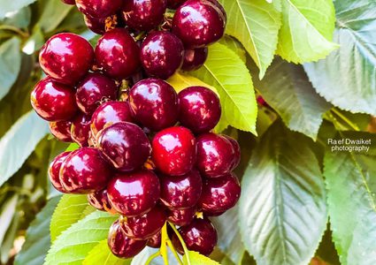 بدء موسم الكرز في الجولان السوري