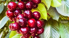 بدء موسم الكرز في الجولان السوري