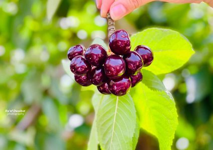 بدء موسم الكرز في الجولان السوري