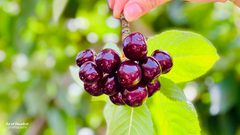 بدء موسم الكرز في الجولان السوري