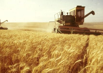 لبنان يقترح زراعة القمح في سوريا لسد احتياجات دول عربية