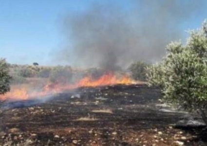 احتراق مئات أشجار الزيتون غرب جنين جراء إطلاق الاحتلال قنابل مضيئة