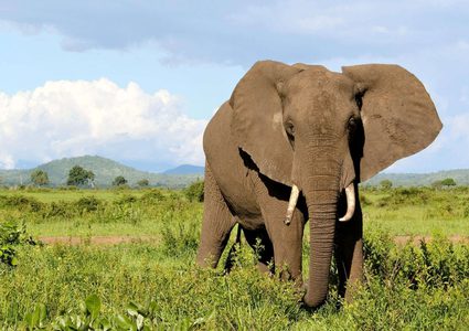 قصة لا تصدق.. فيل يقتل سيدة وينتقم منها بعد موتها