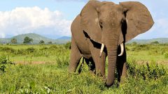 قصة لا تصدق.. فيل يقتل سيدة وينتقم منها بعد موتها