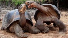 سلاحف عملاقة تكسر "اعتقاد الإنقراض"