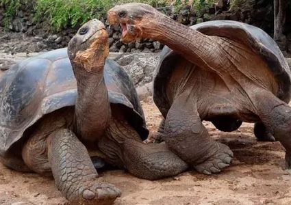 سلاحف عملاقة تكسر "اعتقاد الإنقراض"