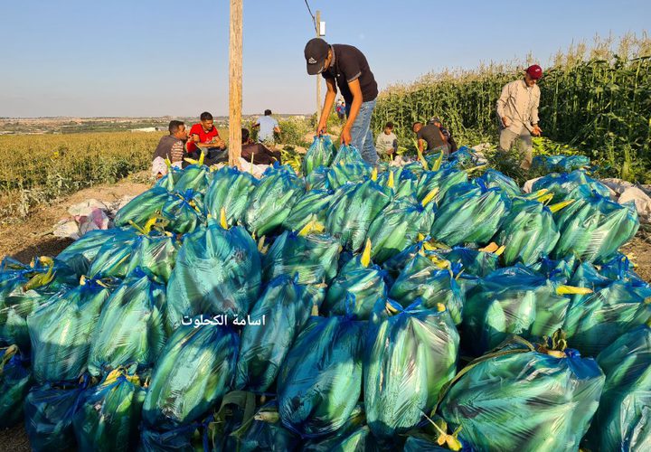 بدأ موسم حصاد فاكهة الصيف " الذرة" في قطاع غزة