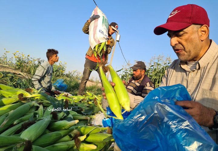 بدأ موسم حصاد فاكهة الصيف " الذرة" في قطاع غزة