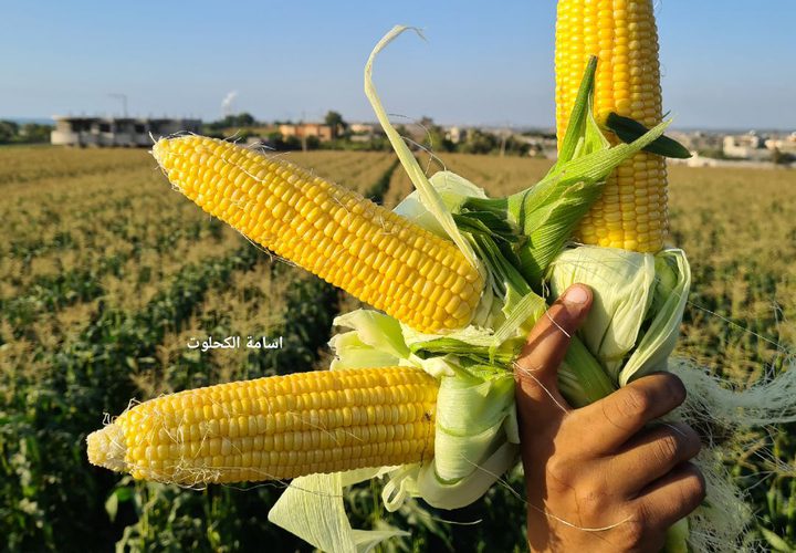 بدأ موسم حصاد فاكهة الصيف " الذرة" في قطاع غزة