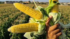 بدأ موسم حصاد فاكهة الصيف " الذرة" في قطاع غزة